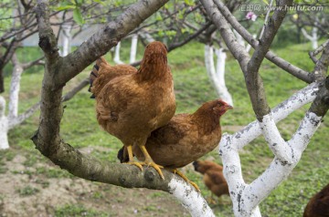 生态放养鸡