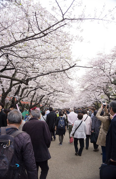 上野公园 观赏樱花