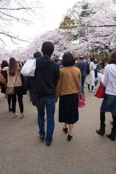 上野公园 观赏樱花