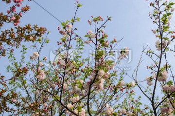 樱花 白色樱花 花卉