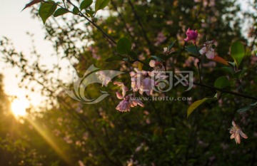 夕阳下的花 海棠花