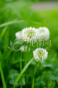 小白花 白色花朵