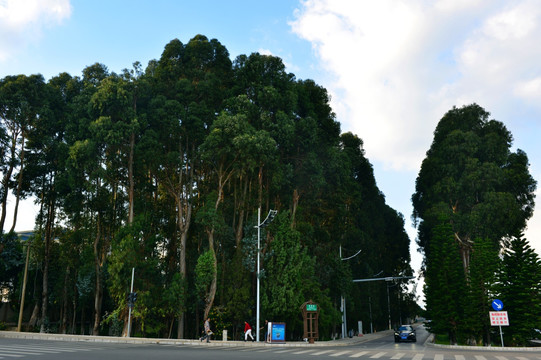 树林