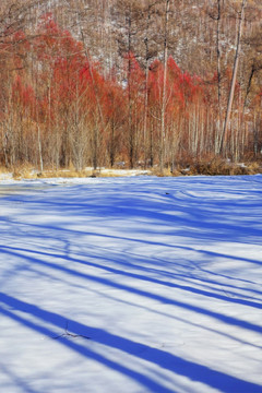 雪原红柳
