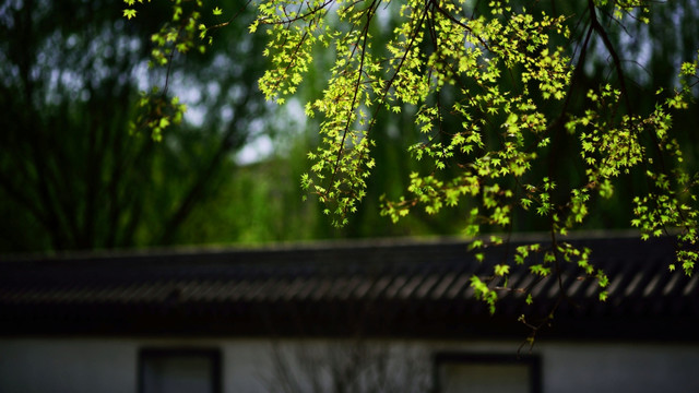 花墙外的五角枫