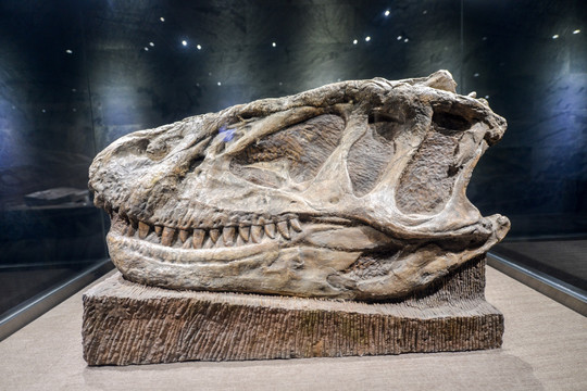 恐龙头骨化石