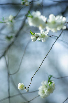 山桃花