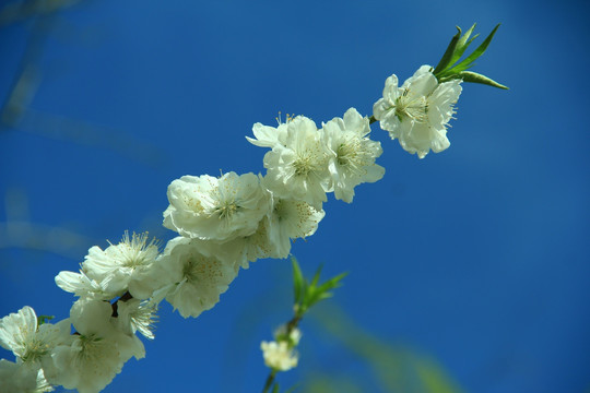 蓝天背景梨花