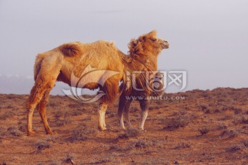 骆驼母子