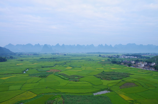 田园 稻田