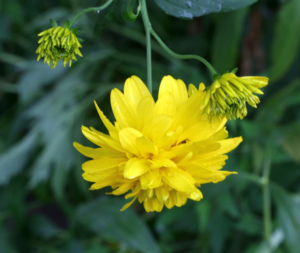 黄菊花