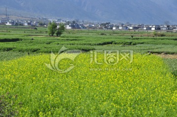 油菜花田园