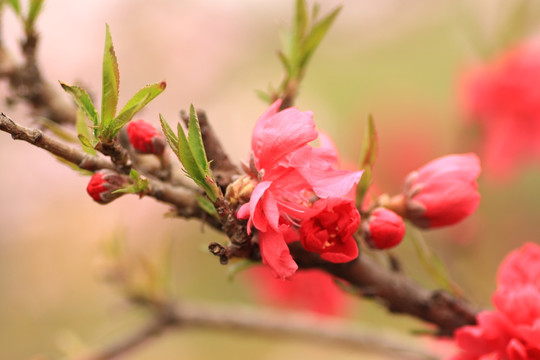 桃花