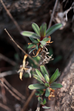 山菜