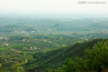 茶山