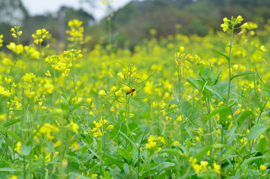 油菜花