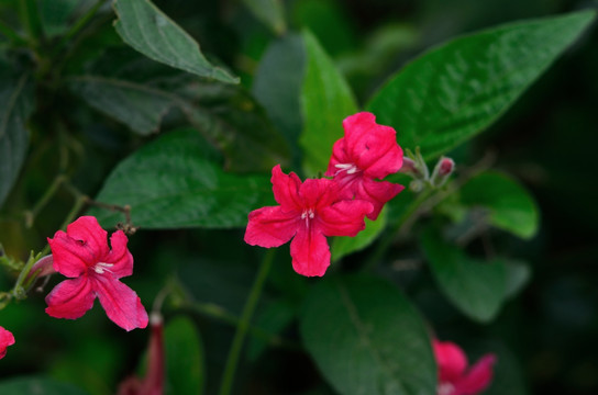 大花芦莉