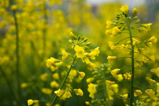 油菜花