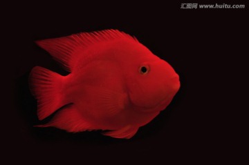 红色的金鱼