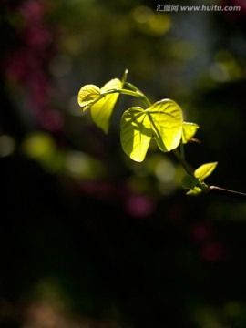 阳光下的透明绿叶