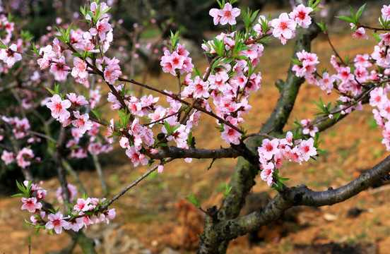 桃花