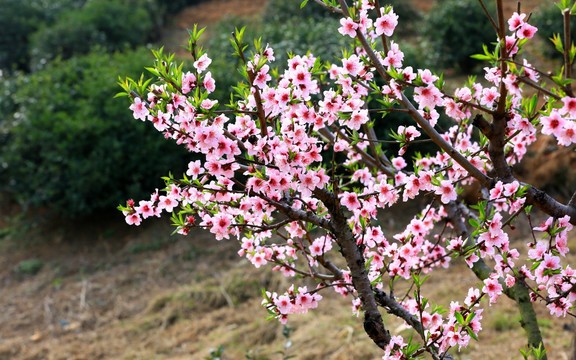 桃花