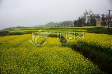 油菜花