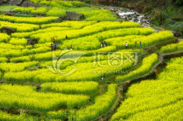 油菜花