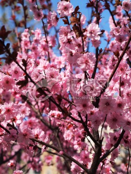 桃花盛开 春色满园
