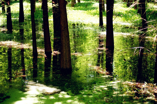 水中森林