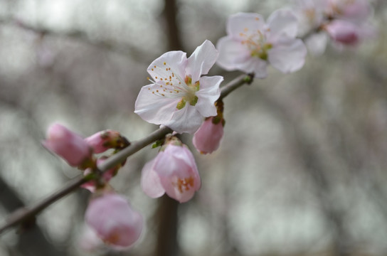 桃花