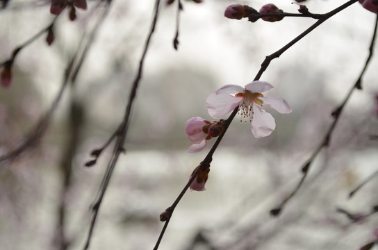 桃花