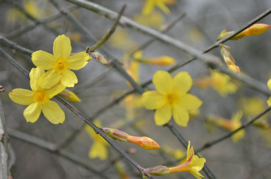 迎春花