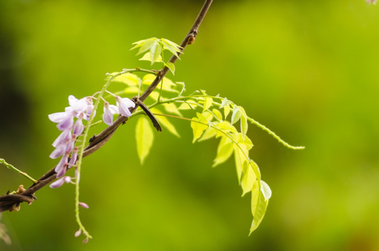 雨后紫藤花