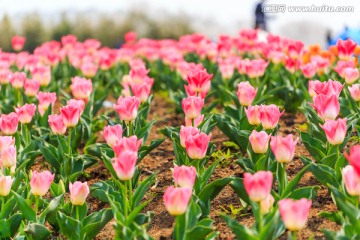 上海辰山植物园郁金香花