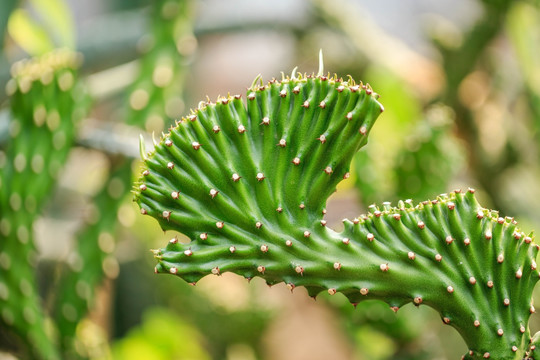 上海辰山植物园仙人掌