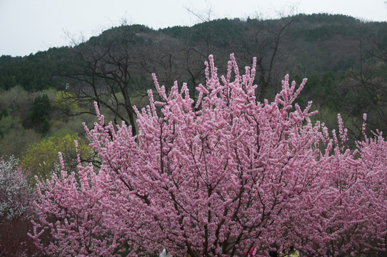 桃花