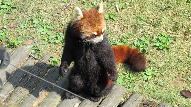 小浣熊