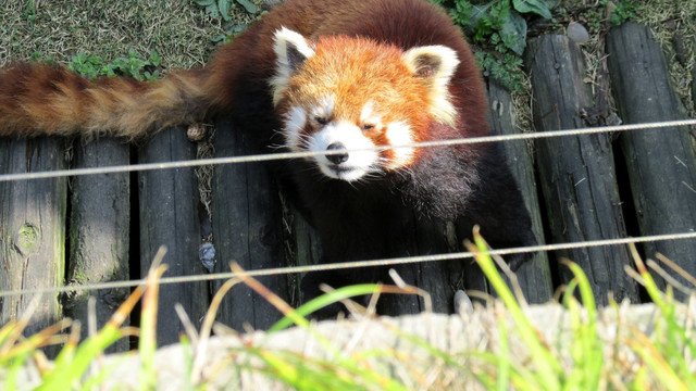 小熊猫