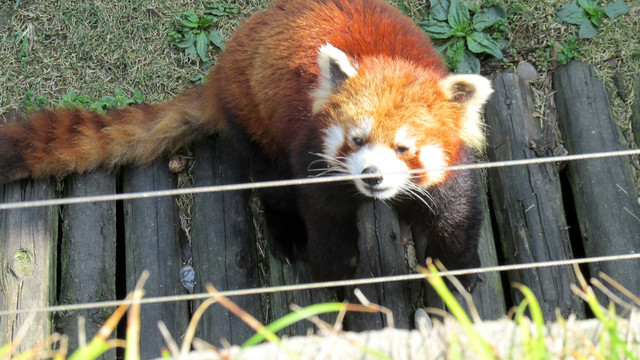 小熊猫