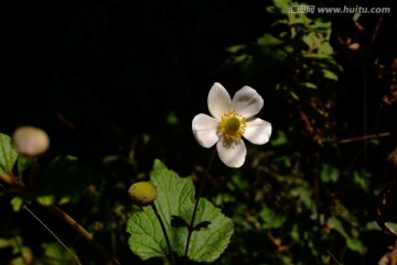 野草莓花