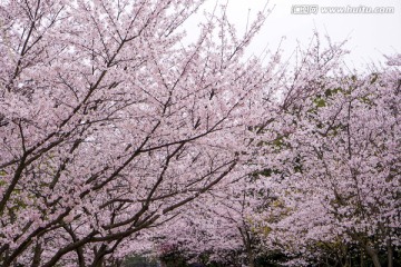 樱花