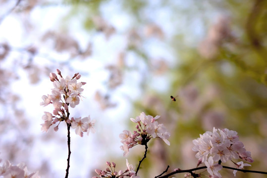 粉色东京樱花花枝和蜜蜂