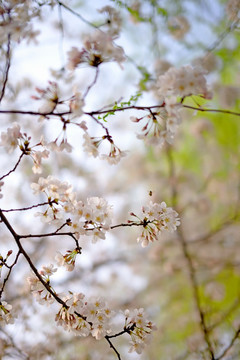 粉色东京樱花花枝