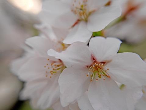 东京樱花花蕊微距特写