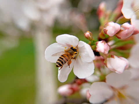 日本早樱和蜜蜂
