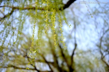 春天发芽的柳树