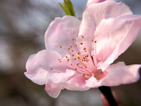 粉色桃花花朵花蕊微距特写