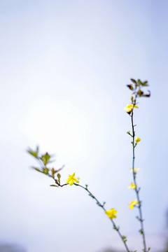 两枝迎春花和黄色花朵