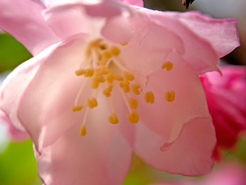 粉色垂丝海棠花蕊微距特写